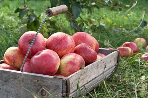 Apple basket Stock Photos