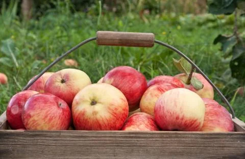 Apple basket Stock Photos