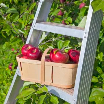 Apple basket Stock Photos