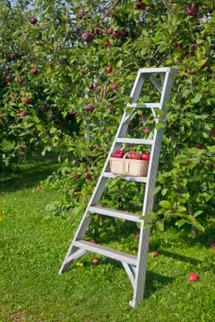 Apple basket Stock Photos