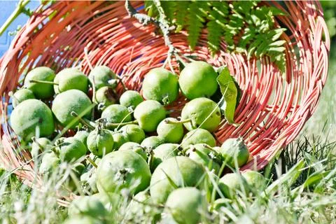 Apple Basket Stock Photos