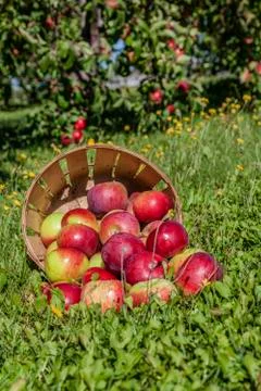 Apple basket Stock Photos
