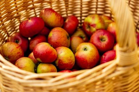 Apple Basket Stock Photos