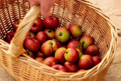 Apple Basket Stock Photos