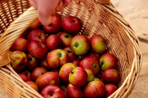 Apple Basket Stock Photos