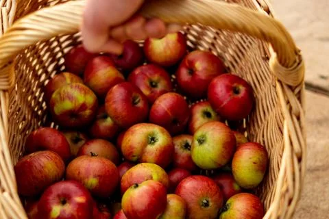 Apple Basket Stock Photos
