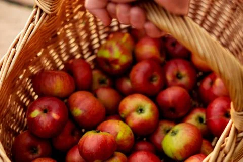 Apple Basket Stock Photos