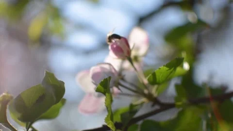 Apple bee Video stock 154304779