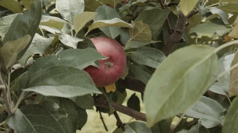 Apple being Picked off an Apple Tree. Stock Footage 94745785