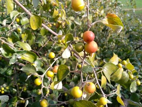 Apple ber fruit in a tree Stock Photos