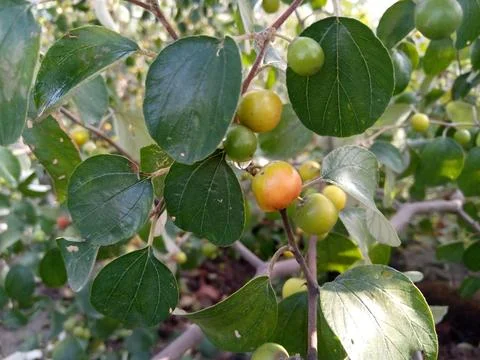 Apple ber fruit in a tree Stock Photos