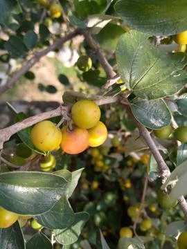 Apple ber fruit in a tree Stock Photos