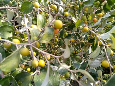 Apple ber fruit in a tree Stock Photos