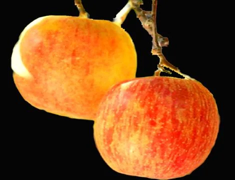 Apple with black background 스톡 사진