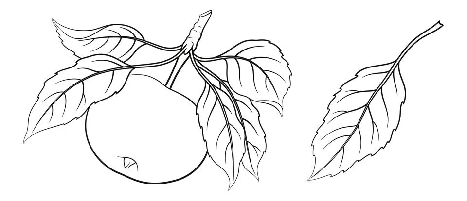 Apple Black Contours Stock Illustration