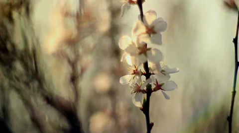 Apple bloom Stock-Footage 37444304