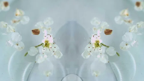Apple bloom fresh scent flower organic oil circle Stock Footage 272810004