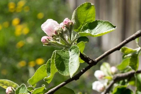 Apple bloom with green leaf. Spring seasone theme. Close up shot. Stock Photos