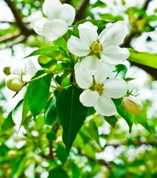 Apple bloom Stock Photos