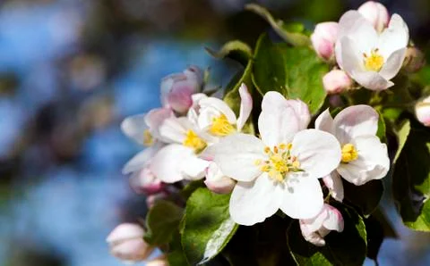 Apple bloom Foto stock