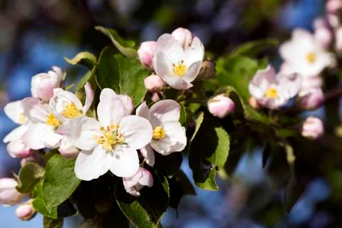 Apple bloom Stock Photos