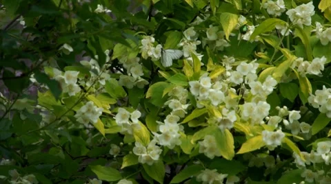 Apple bloom in summer garden and insects above Video stock 7746002