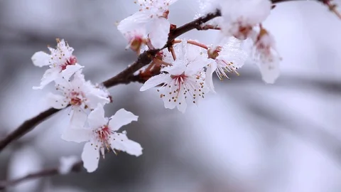 An apple blooming branch covered with snow in early spring Stock Footage 87535441