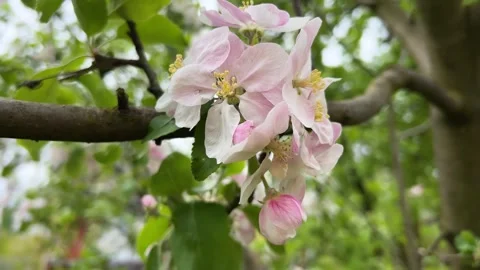 Apple blooming flowers in the strong wind. Heavy wind blows petals flutter Vídeo Stock 243939573