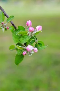 Apple blooming Stock Photos