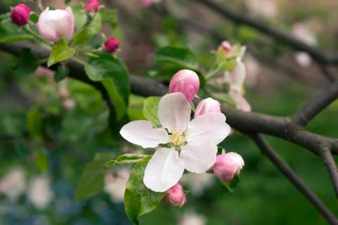 Apple blooming Stock Photos