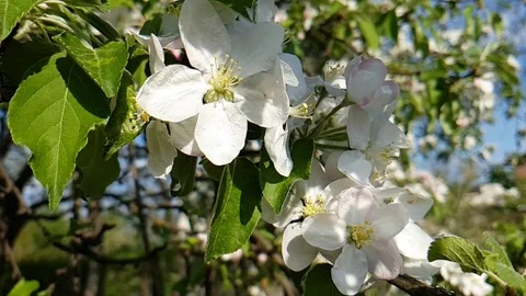 Apple blooming spring Stock Footage 93488332
