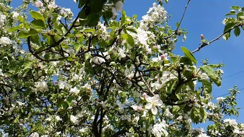 Apple blooming spring Stock Footage 93488391