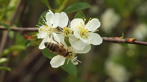 Apple blossom 1 Stock Footage 10599561