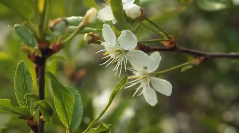 Apple blossom 2 Stock Footage 10599614