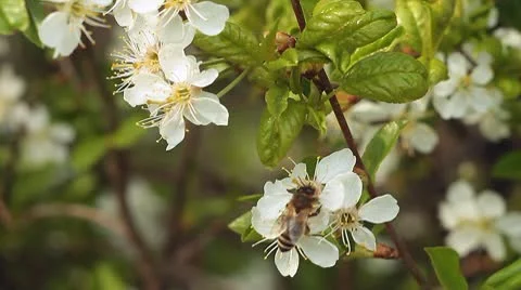 Apple blossom 3 Video stock 10599634