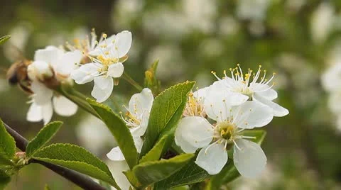 Apple blossom 4 Stock Footage 10599697