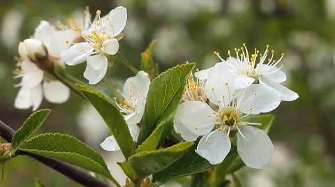 Apple blossom 5 Stock Footage 10599681