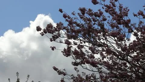 Apple blossom and cloud Stock-Footage 11132729