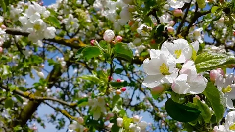 Apple blossom and spring blue sky Stock Footage 73491572