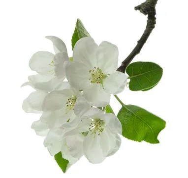Apple blossom, apple tree branch on on transparent, png.apple tree blossoms.. Stock Illustration