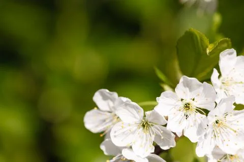 Apple blossom background Stock Photos