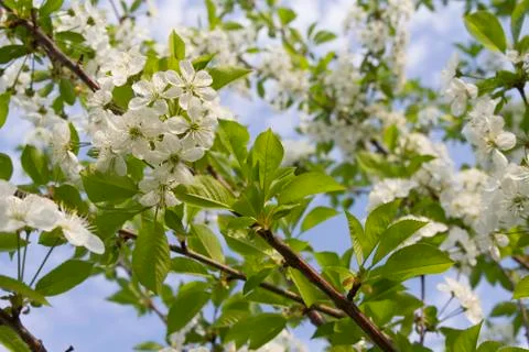 Apple blossom background Stock Photos