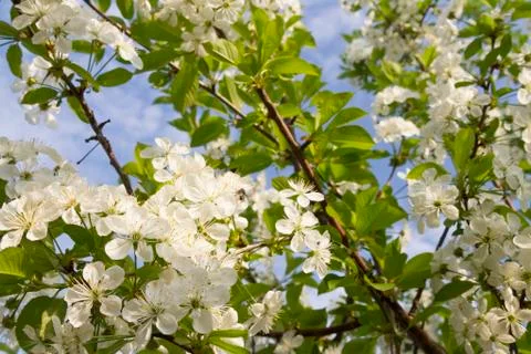 Apple blossom background Stock Photos