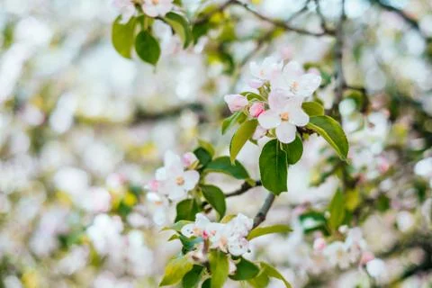 Apple blossom background Stock Photos