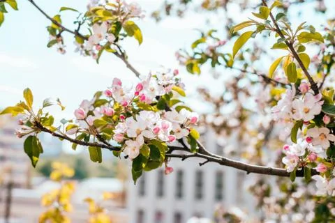 Apple blossom background Stock Photos