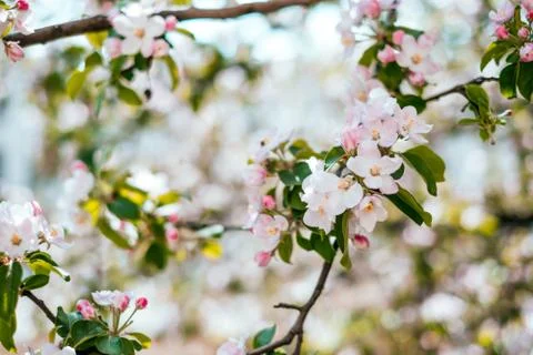 Apple blossom background Foto stock