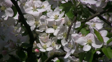 Apple blossom Bee Stock Footage 882324