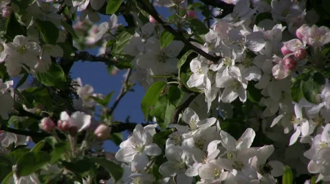 Apple blossom Bee Stock Footage 882326