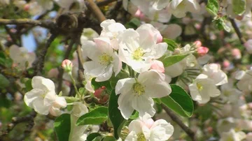 Apple blossom bee 動画素材 85684763