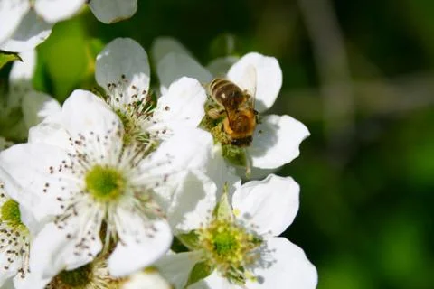 Apple blossom with bee on it Stock Photos